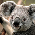 Profile Picture of Patrick Cole (@pcole7) on Flickr