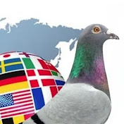 Profile Picture of McLaughlin Lofts (@FrankMcLaughlinPigeons) on Youtube