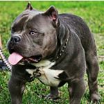 Profile Picture of Gary (@ground_pounder_bullies) on Instagram