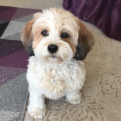 Profile Picture of Barry Nicholson (@Nicholson3Barry) on Twitter