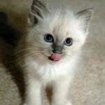 Profile Picture of Anna Repetto (@repetto_anna_) on Instagram