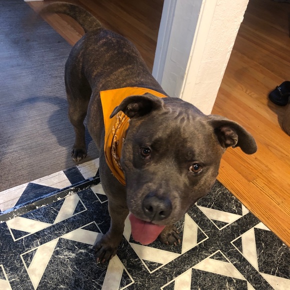 Profile Picture of Brittany Bridgman (@britbridgman) on Poshmark