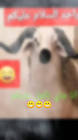 Profile Picture of   ضحك_مغربي 🤣🤣🤣🤣 | يحتوي... (@marocain60) on Tiktok