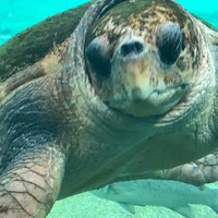 Profile Picture of James Turtles (@james-turtles) on Quora