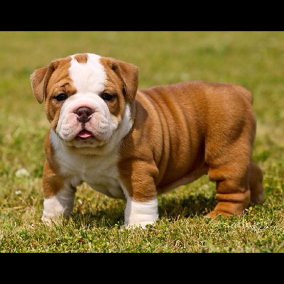 Profile Picture of M Perez (@luv3monkeys) on Poshmark