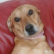 Profile Picture of Louise Mcdougall (@louisemcdougall3411) on Youtube