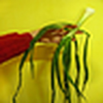 Profile Picture of Jaqueline Witton (@jaquearte) on Flickr