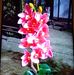 Profile Picture of Joyce Sy (@joyce.sy.7528) on Facebook
