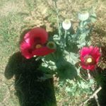 Profile Picture of Omar Miramontes Magallanes (@miramontesmagallanes) on Instagram