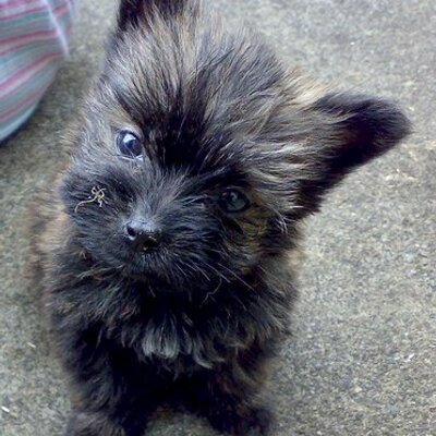 Profile Picture of David Templar (@CryptKey) on Twitter