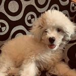 Profile Picture of Olivia Laporte (@coeur_rose5700) on Instagram