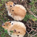 Profile Picture of 💖Anny, Arenita, Billy, Susu🥺, Miku💖 (@luchito_dulce_michis_uwu) on Instagram