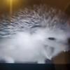 Profile Picture of Joshua Hand (@@lexi_loo5) on Tiktok