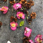 Profile Picture of Krystal Black (@bythesea_nz) on Instagram