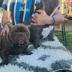 Profile Picture of Abraham Merida Echeverria (@abrahan.echeverria.3) on Facebook