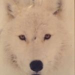 Adele Nugent - Instagram Profile Picture of Adele Nugent (@dellydoo_12) on Instagram