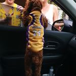 Profile Picture of Cobby the Poodle (@_cobbybryant) on Instagram