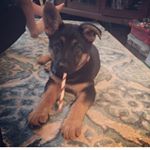 Profile Picture of Athena Rose (@athena_the_german) on Instagram