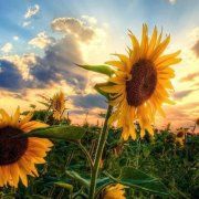 Profile Picture of Mari Miranda-Chapman (@charlesnoah) on Pinterest