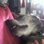 Profile Picture of Jacob Eakin (@honeybear417) on Instagram