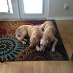 Profile Picture of Janet Goebel (@goebeljanet) on Instagram