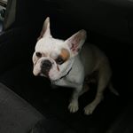 Profile Picture of Floyd Jackson (@floydjacksonbully) on Instagram