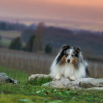 Profile Picture of Géraldine Cailler (@geraldine cailler photographies) on Flickr