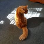 Profile Picture of Shawn's Cat (@shawn_welchhh) on Instagram