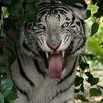 Profile Picture of Gordon Conrad (@madmoe6852) on Instagram