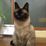 Profile Picture of Lui Kim (@luimars) on Instagram