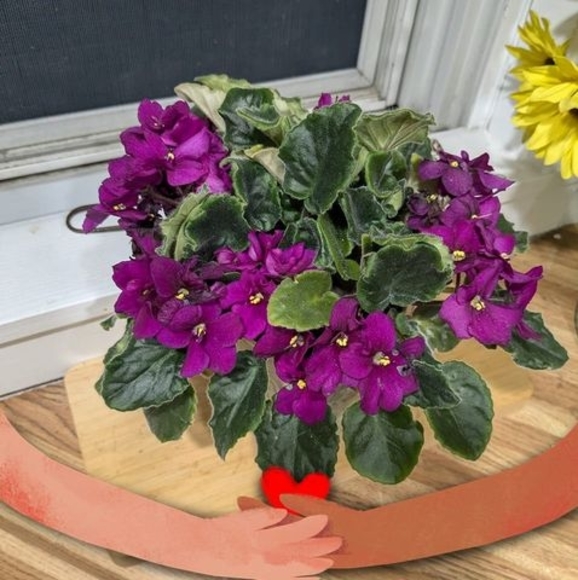 Profile Picture of Beverly Hines (@beverlyhines869) on Poshmark