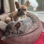Nelson & Maisie _ RIP Roscoe - Instagram Profile Picture of Nelson & Maisie _ RIP Roscoe (@adventures_of_nelsonandmaisie) on Instagram