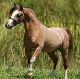 Profile Picture of Julia A Nestlerode (@julia.nestlerode) on Facebook