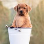 Profile Picture of Leo 🐶 (@leo_foxred_labrador) on Instagram