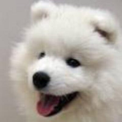 Profile Picture of Arpad Kovacs (@ecma219) on Twitter