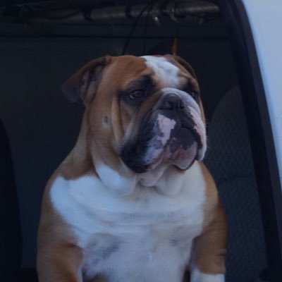 Profile Picture of Michael Scheiber (@michaelscheib17) on Twitter