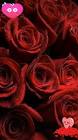 Profile Picture of   Kador Flaha (@kadorflaha)... (@kadorflaha) on Tiktok