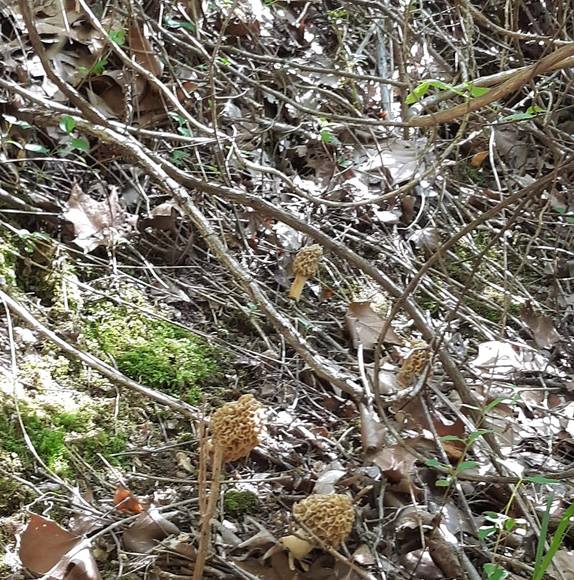 Profile Picture of Leon Mahurin (@leonmahurin) on Poshmark