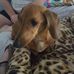 Profile Picture of Gus Lowe (@Gus-Lowe) on Facebook