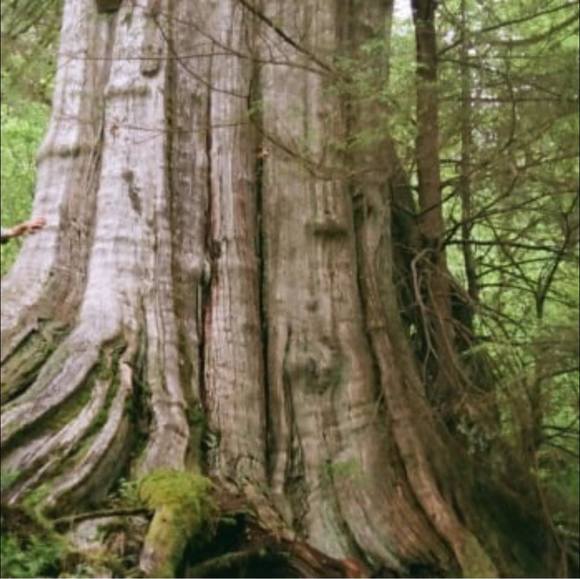 Profile Picture of Christine Goodchild (@christinegoodch) on Poshmark