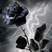 Profile Picture of Susan Lanceley (@susielance) on Pinterest