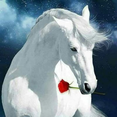 Profile Picture of Fatima Tom (@fatimatom2) on Twitter