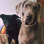 Profile Picture of Jeff Rosengren (@jefsmobile) on Instagram