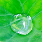 Profile Picture of Quintal Natural (@quintalnatural) on Youtube