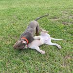 Profile Picture of Tommie Jackson (@mixedblood.bullies) on Instagram