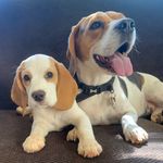 Kerry Craig - Instagram Profile Picture of Kerry Craig (@bellamarleyandme) on Instagram