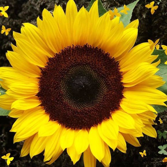 Profile Picture of Catherine Morrisson (@cmorrisson) on Poshmark