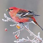 Profile Picture of Richard Darrah (@jabir.amy) on Instagram