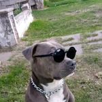 Profile Picture of Nelson Perez (@nelsonperez190891) on Instagram