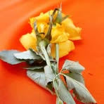 Profile Picture of Dorry Andrews (@dorryjellykokz.kokz) on Facebook